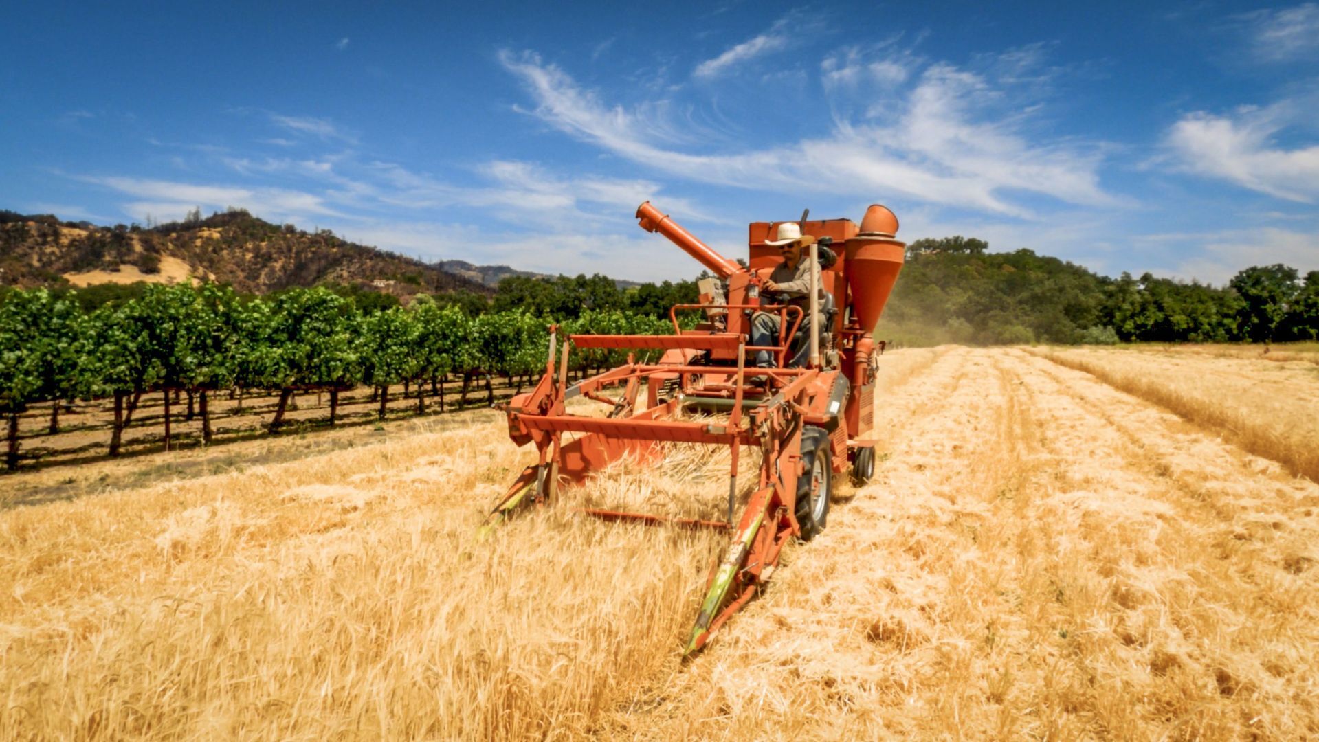 Napa Valley’s Heirloom Grain Harvest 2021